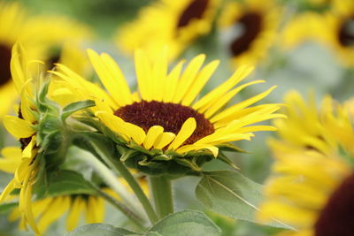 Close-up of yellow flowering plant