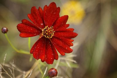 Close-up of red flowers