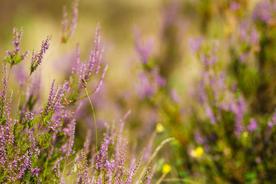 Close-up of purple flowering plants at the heathland 