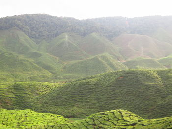 Scenic view of agricultural field