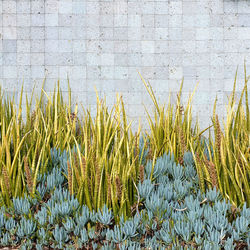 Succulent garden plants ,cylindrical snake plant and senecio serpens blue chalk stick