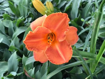 Close-up of orange flower blooming outdoors