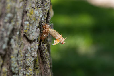 Close-up of lizard on tree trunk