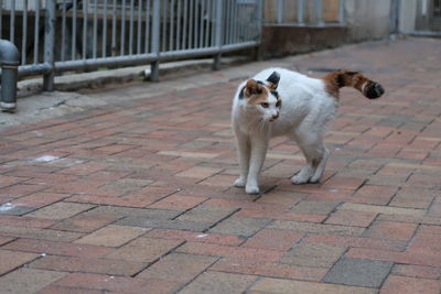 View of dog on footpath