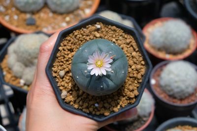 Cropped hand holding potted plant