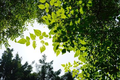 Low angle view of trees against clear sky