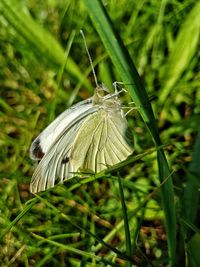 Close-up of butterfly on plant