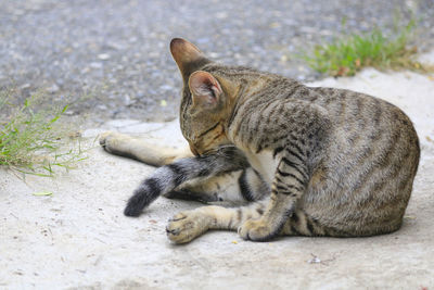 Portrait of a cat