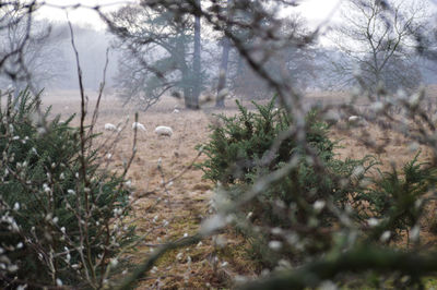 View of a forest