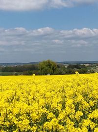 Scenic view of oilseed rape field against sky