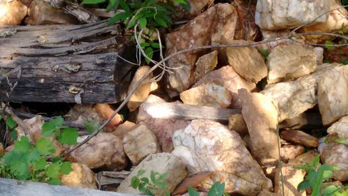 Close-up of logs