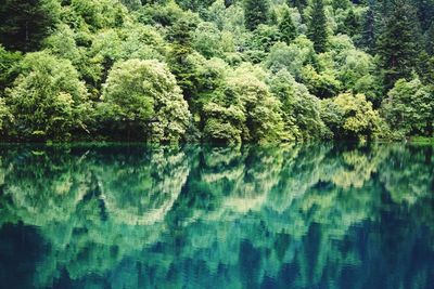 Reflection of trees in lake