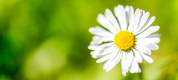 Close-up of yellow flower blooming outdoors