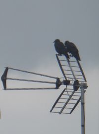 Low angle view of birds against sky