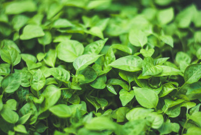 Full frame shot of green leaves
