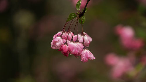 Close-up of pink flowering plant