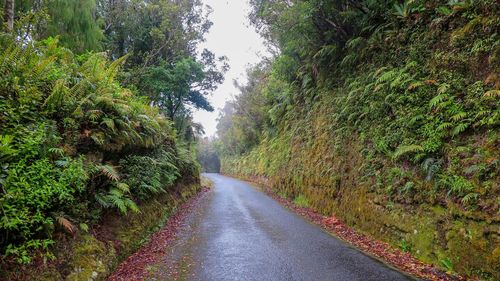 Empty road amidst trees