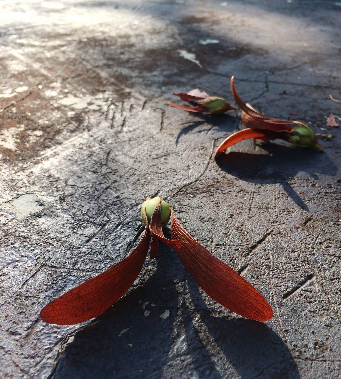 HIGH ANGLE VIEW OF PLANT ON WOOD