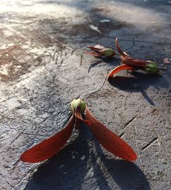 High angle view of flowering plant on wood