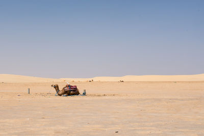 Horses on desert against clear sky