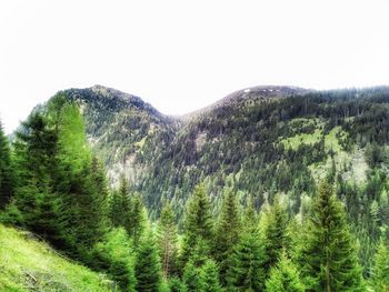 Scenic view of forest against clear sky