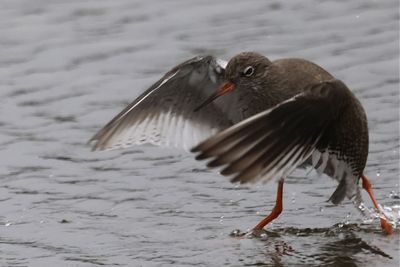 Close-up of bird flying over lake