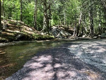 Scenic view of waterfall in forest