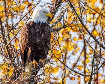 Bird perching on branch of tree