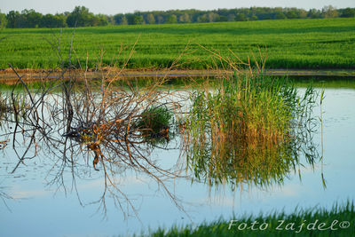 Reflection of tree in water