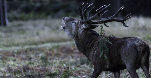 Side view of red deer bellowing while standing on field