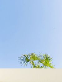 Low angle view of palm tree against clear blue sky