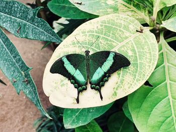 High angle view of butterfly on leaves