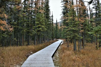 Boardwalk amidst trees in forest