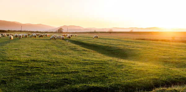 Scenic view of grassy field against sky