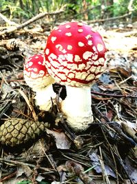 Close-up of fly agaric mushroom on field