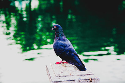 Close-up of a bird perching on wood