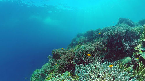 View of fish underwater