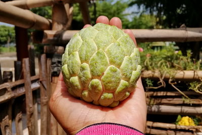 Close-up of hand holding fruit