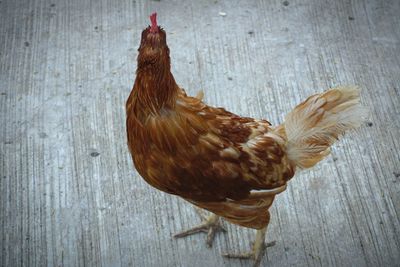 Close-up of a bird