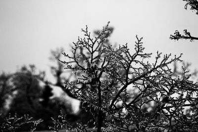 Close-up of tree against clear sky