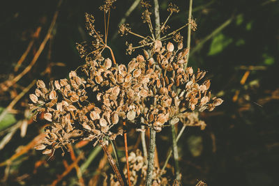 Close-up of flowers