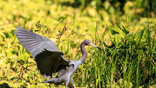 Little blue heron bird egretta caerulea hunts for frogs amid water fern salvinia minima 