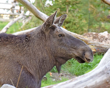 Close-up of horse on field