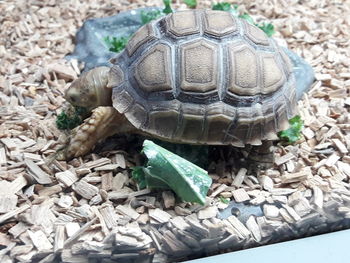 High angle view of tortoise on land