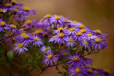Close-up of purple flowering plants