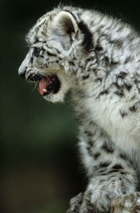 Close-up of a cat looking away