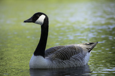 Canada goose swimming in a lovely pond.