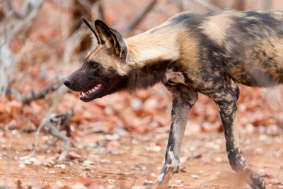 Side view of dog running