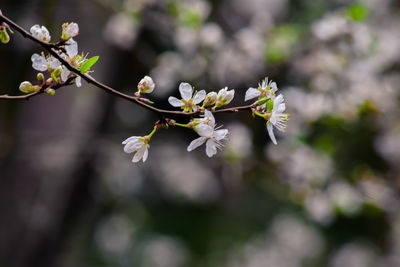 Close-up of cherry blossom on tree