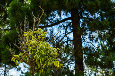 Low angle view of trees in forest against sky